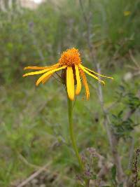 Dorobaea pimpinellifolia image