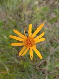 Dorobaea pimpinellifolia image