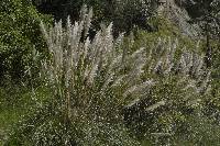 Cortaderia nitida image