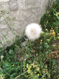 Sonchus oleraceus image