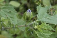 Nicandra physalodes image