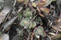 Kalanchoe laxiflora image