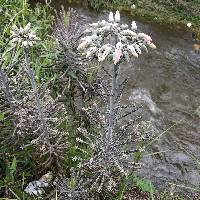 Kalanchoe delagoensis image