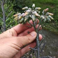 Kalanchoe delagoensis image