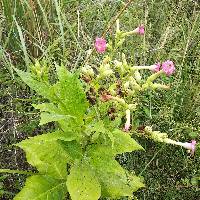 Nicotiana tabacum image