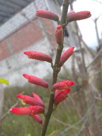 Erythrina smithiana image