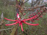 Erythrina smithiana image