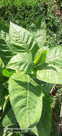 Image of Nicotiana tabacum