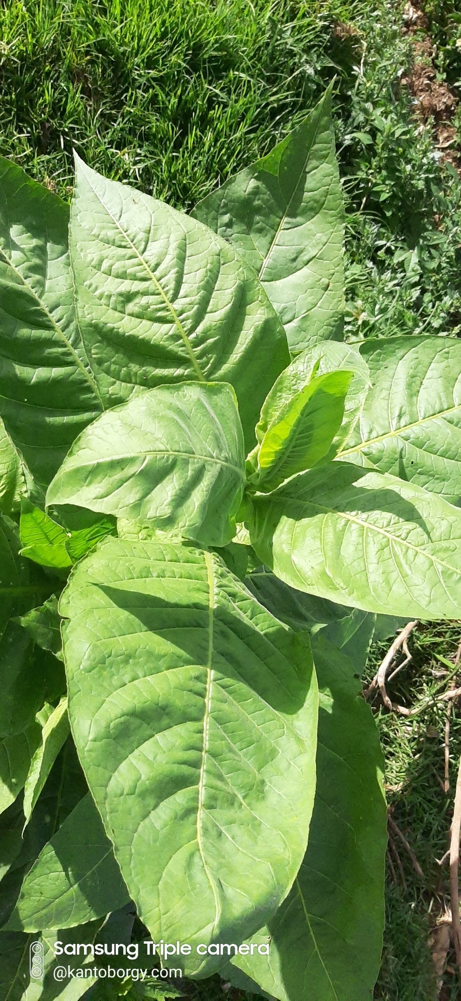 Nicotiana tabacum image