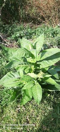 Nicotiana tabacum image