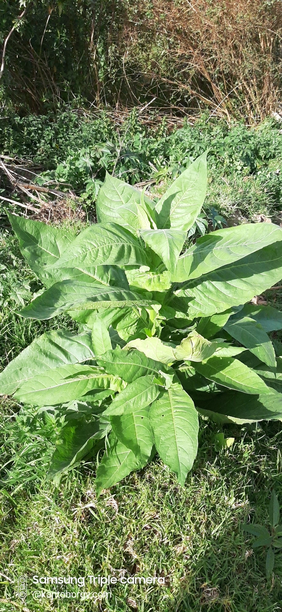 Nicotiana image