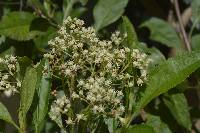 Baccharis latifolia image