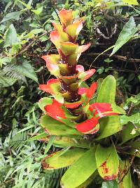 Guzmania gloriosa image