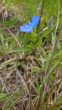 Image of Commelina diffusa