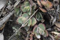 Kalanchoe laxiflora image