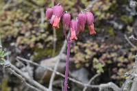 Kalanchoe laxiflora image