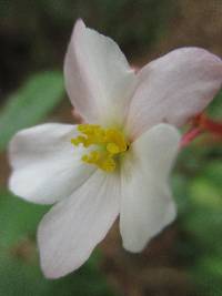 Begonia parcifolia image