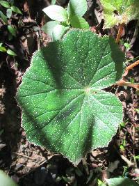 Begonia parcifolia image