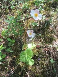 Begonia parcifolia image