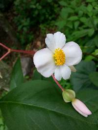 Begonia parcifolia image