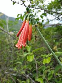 Eucrosia stricklandii image