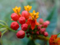 Asclepias curassavica image