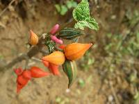 Vasconcellea parviflora image