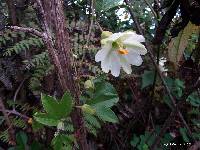 Passiflora mathewsii image