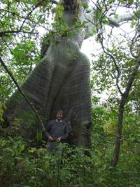 Ceiba trischistandra image