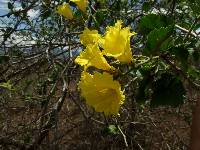 Cordia lutea image