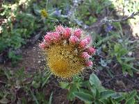 Borzicactus icosagonus image