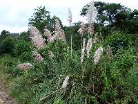 Cortaderia jubata image