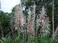 Cortaderia jubata image