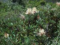 Oreocallis grandiflora image