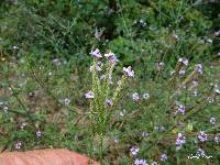 Verbena litoralis image