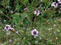 Verbena litoralis image