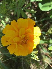 Tagetes erecta image