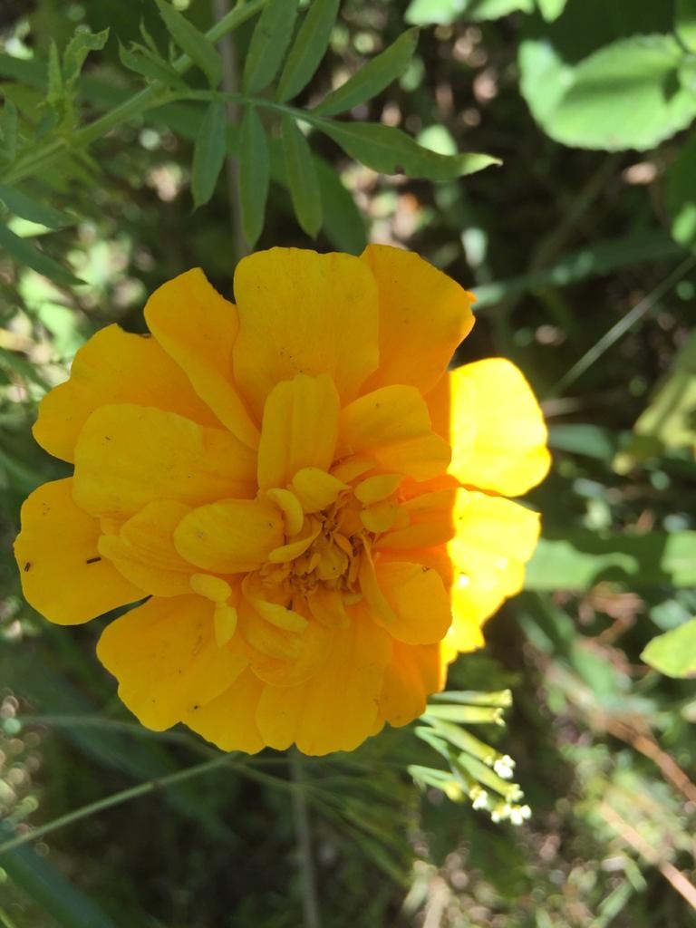 Tagetes erecta image