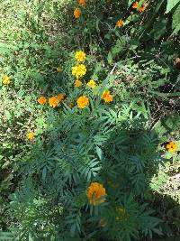 Tagetes erecta image