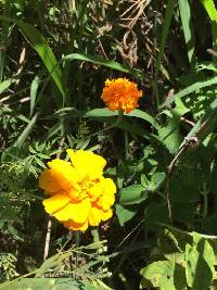 Tagetes erecta image