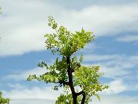 Bursera graveolens image