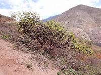 Bursera graveolens image