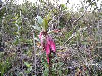 Macleania salapa image