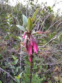 Macleania salapa image