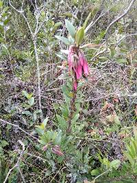 Macleania salapa image