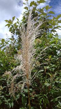 Cortaderia nitida image