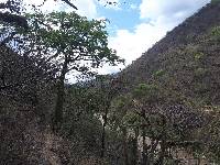 Ceiba trischistandra image