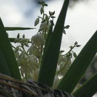 Yucca gigantea image