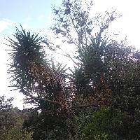 Yucca gigantea image