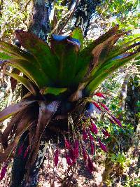 Tillandsia complanata image